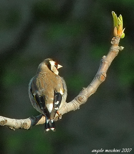 Cardellino, Carduelis carduelis